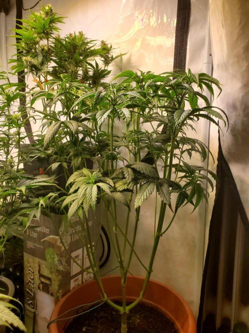 Plantbook. Week 7