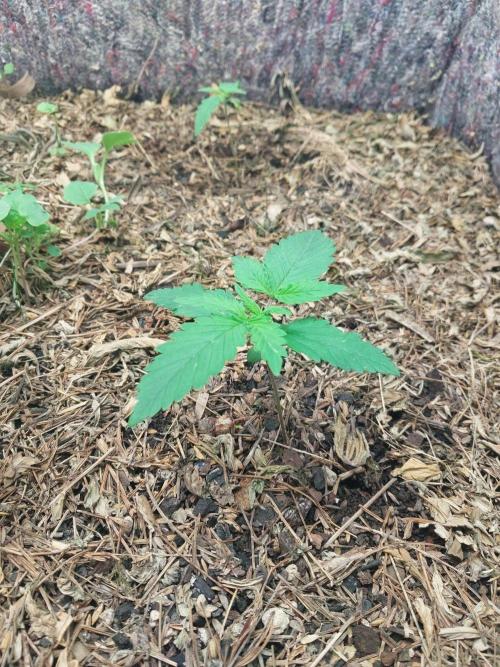 Z-UP Auto. Week 0
