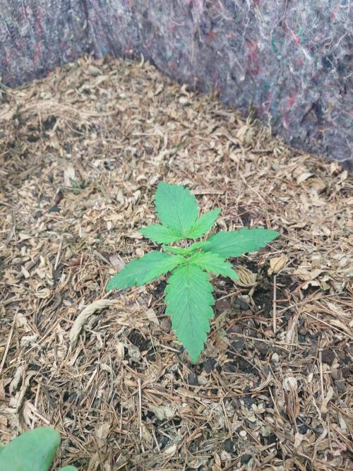 Z-UP Auto. Week 0
