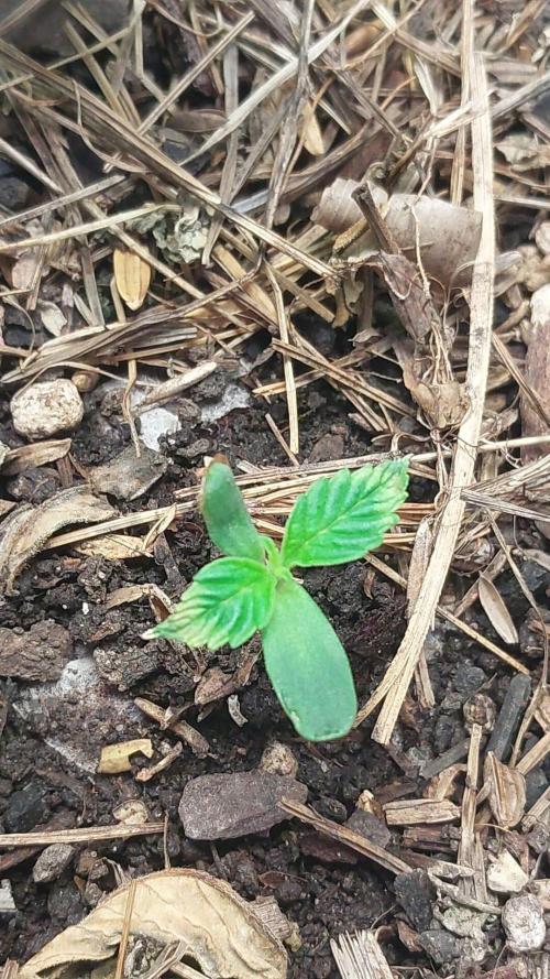 Lemon Haze Auto. Week 0