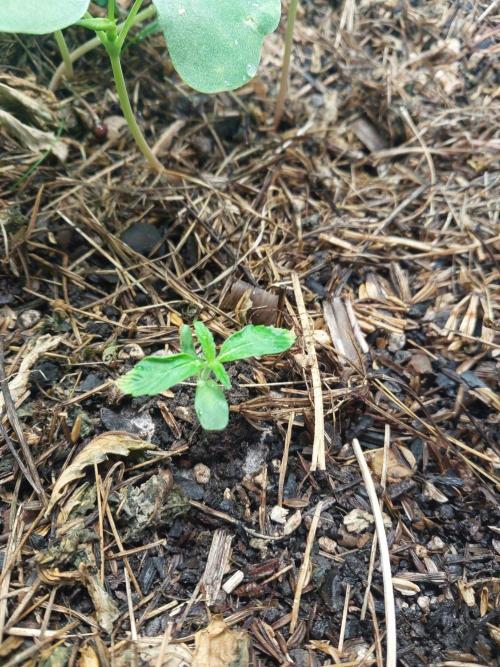 Lemon Haze Auto. Week 0 - Dat wird noch 👍