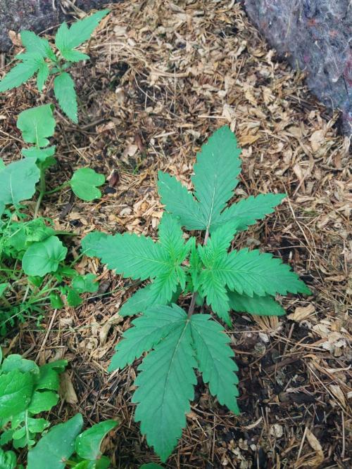 Z-Up Auto. Week 0