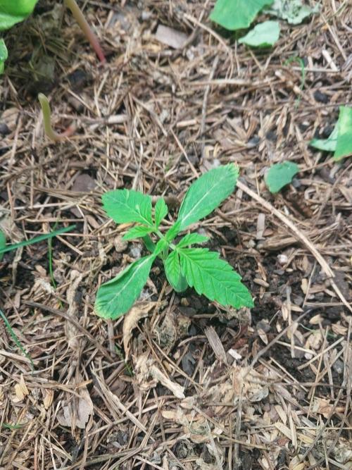 Lemon Haze Auto. Week 0 - langsam aber sicher :)