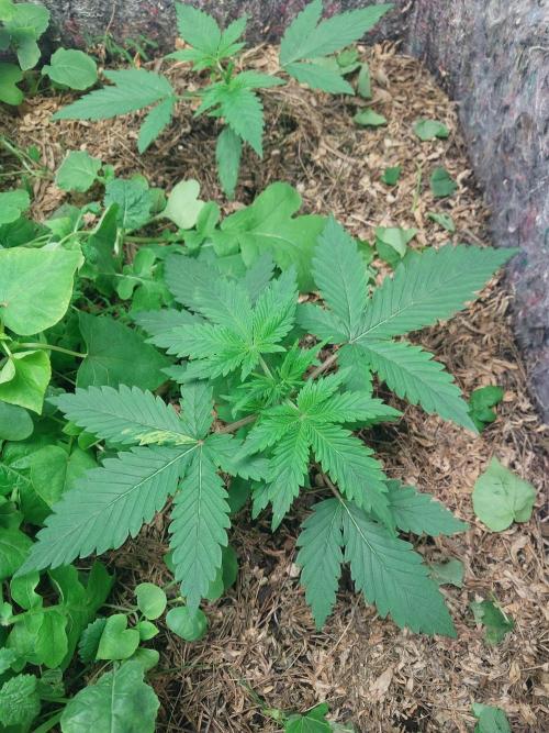 Z-Up Auto. Week 1