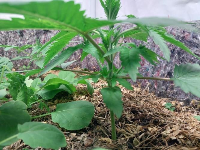 Z-Up Auto. Week 1