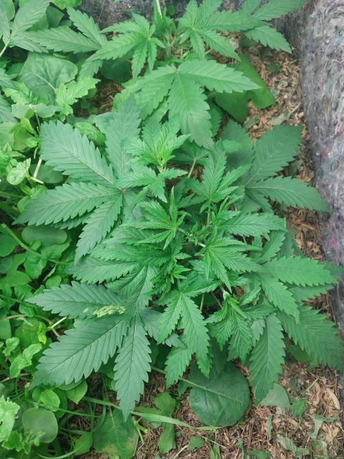 Z-UP Auto. Week 2