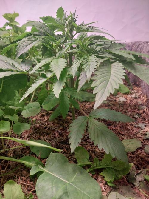 Z-Up Auto. Week 2