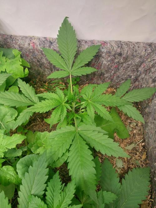 Guava Auto. Week 2