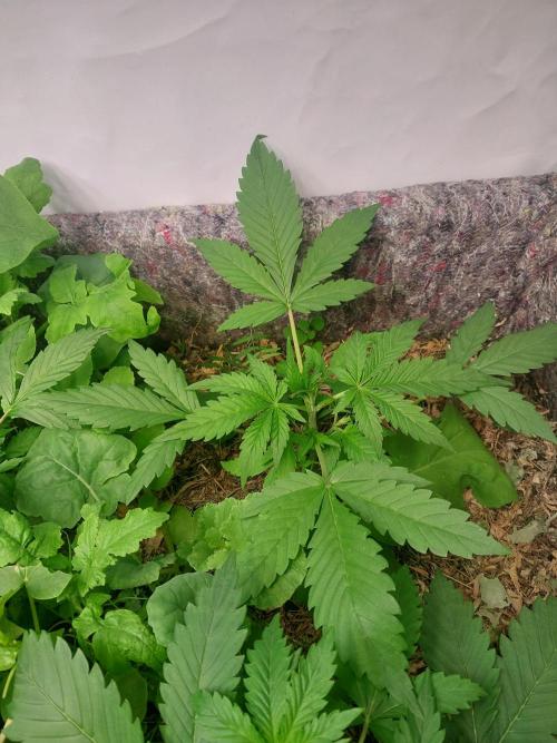 Guava Auto. Week 2