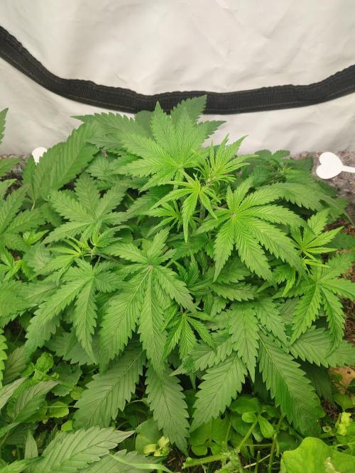 Z-UP Auto. Week 3