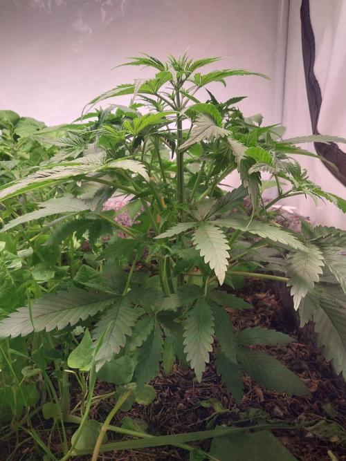 Z-UP Auto. Week 3