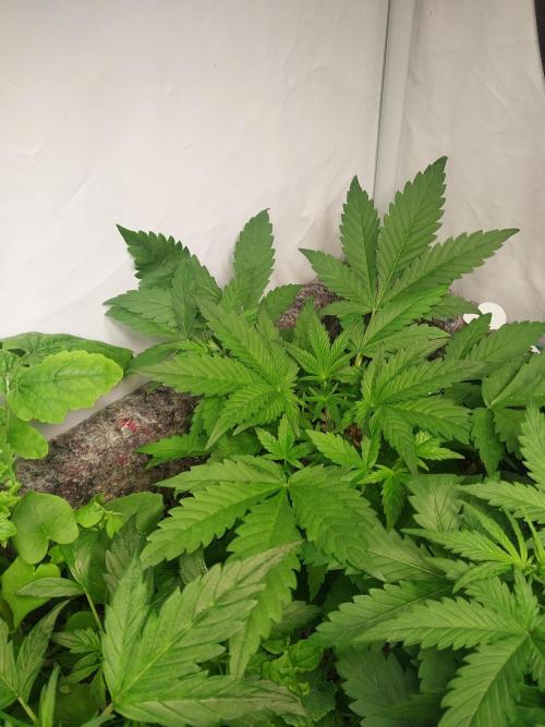 Guava Auto. Week 3