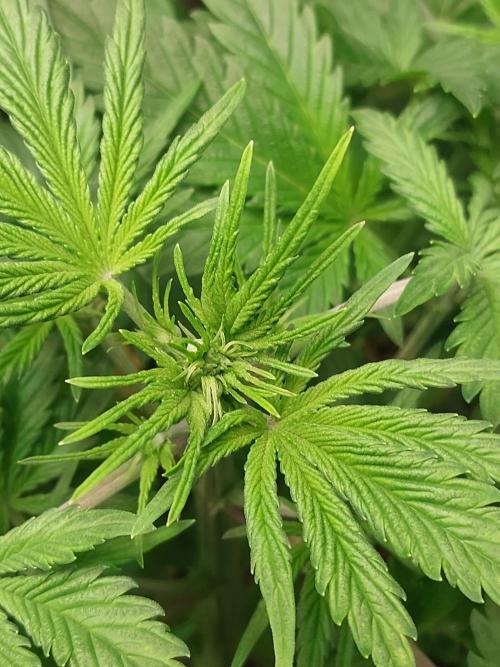 Z-UP Auto. Week 3