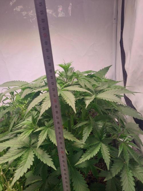 Z-UP Auto. Week 3