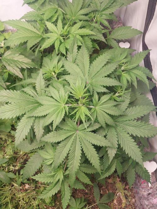 Z-UP Auto. Week 3