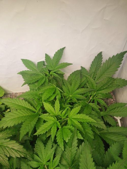Guava Auto. Week 3 - solangsam wirds eng :D ma gucken wie es weiter geht mit fotos machen :D