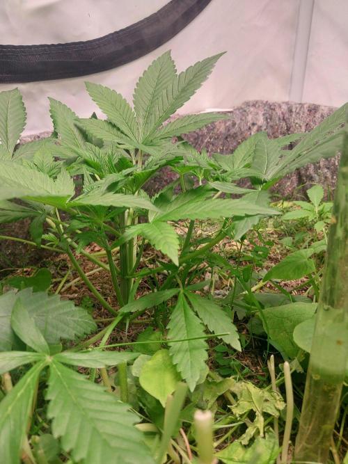 Banana Purple Punch Auto. Week 2