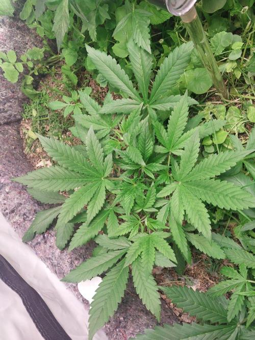 Banana Purple Punch Auto. Week 2