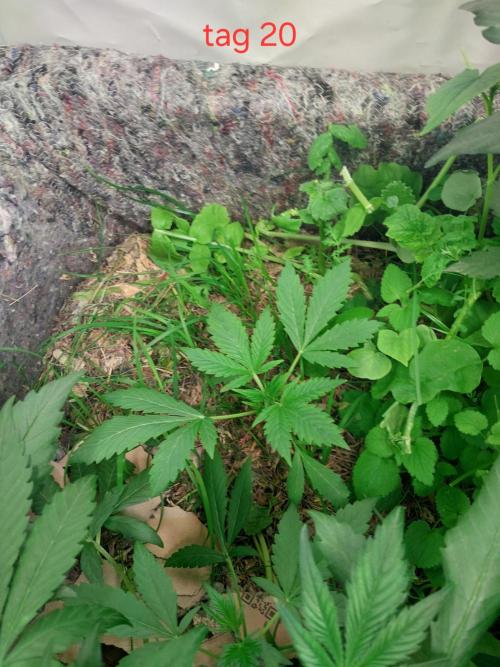 Lemon Cherry Cookies Auto. Week 2