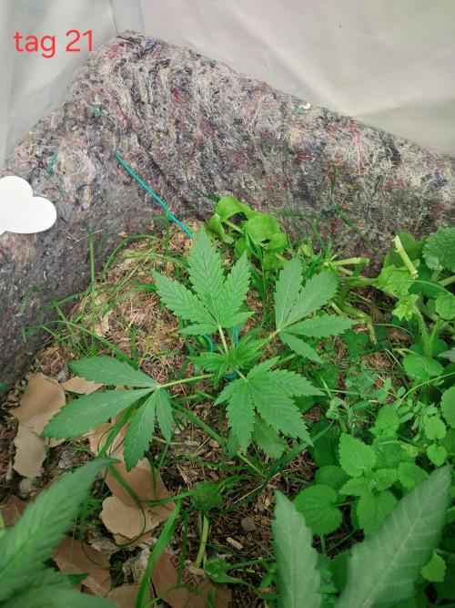Lemon Cherry Cookies Auto. Week 2