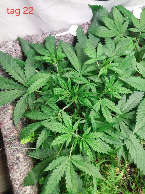 Apfel Strudel Auto. Week 3