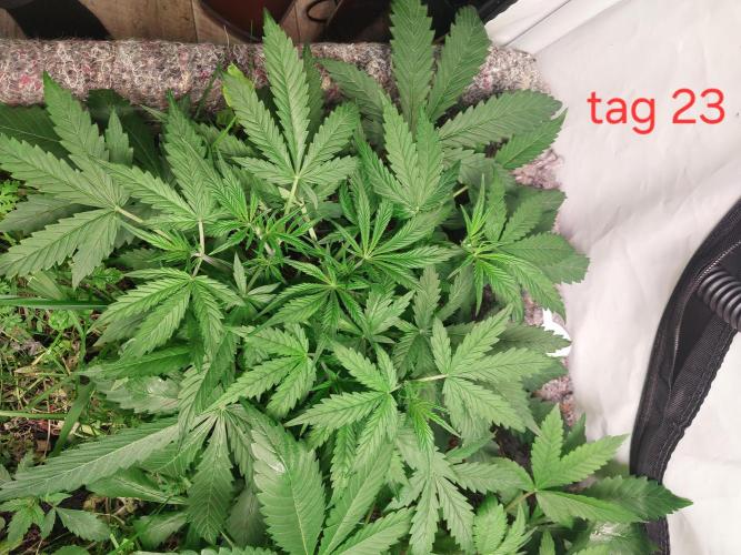 Apfel Strudel Auto. Week 3