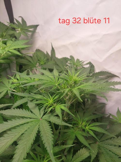 Z-UP Auto. Week 4