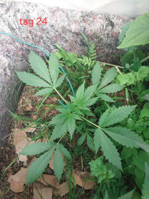 Lemon Cherry Cookies Auto. Week 3