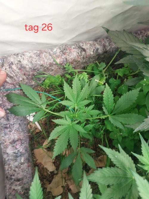 Lemon Cherry Cookies Auto. Week 3