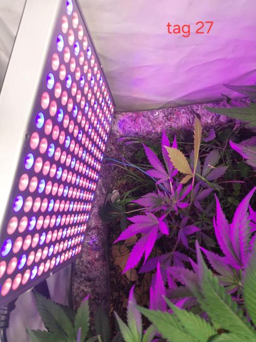 Lemon Cherry Cookies Auto. Week 3