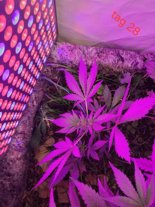 Lemon Cherry Cookies Auto. Week 3