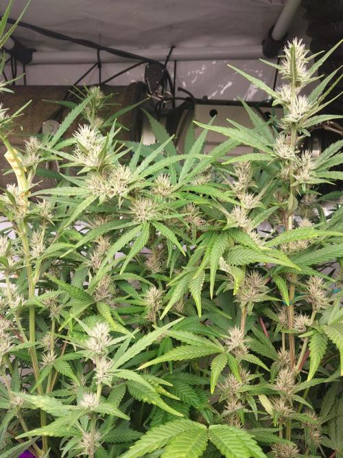 Guava Auto. Week 6