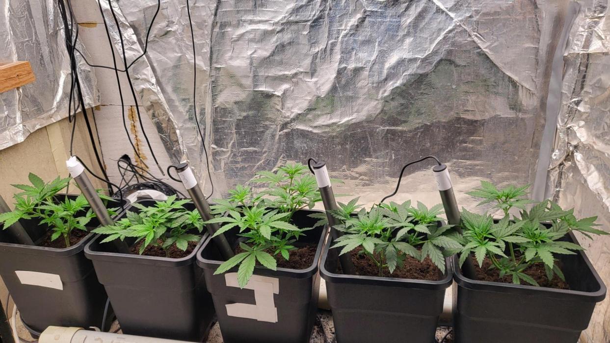 Hazeee. Week 1 - Week 1 flower