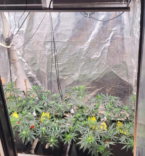 Hazeee. Week 3 - Put my old lamp back mars hydro sp6500
way more power 