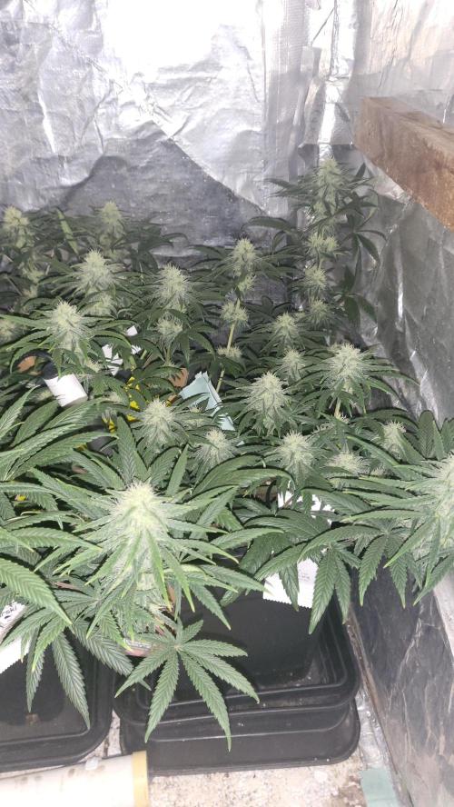Hazeee. Week 4 - Amnesia