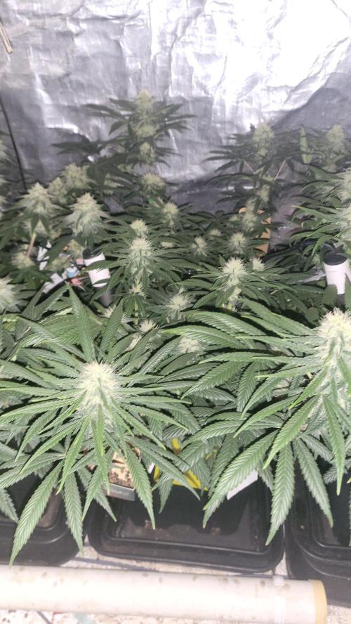 Hazeee. Week 4 - Amnesia