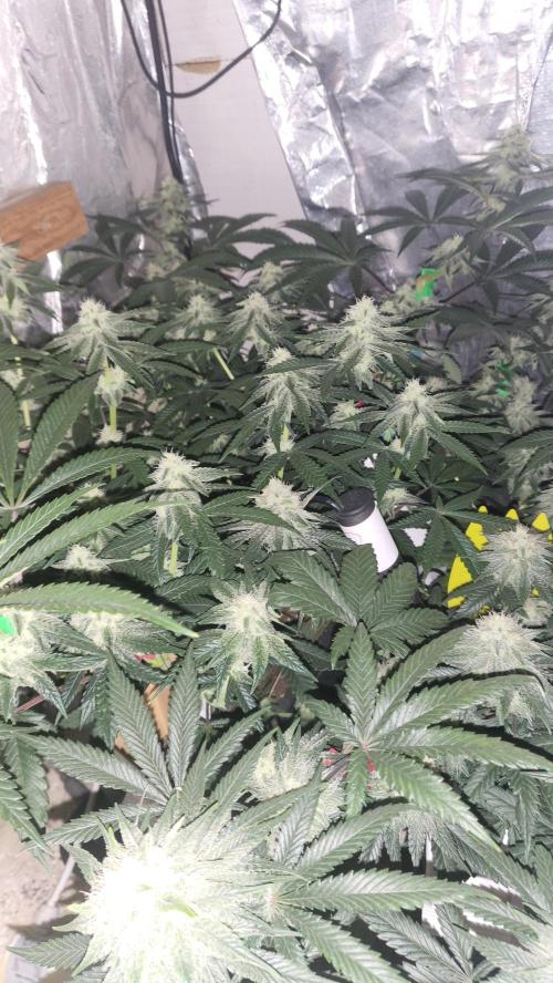 Hazeee. Week 4 - White CHoco