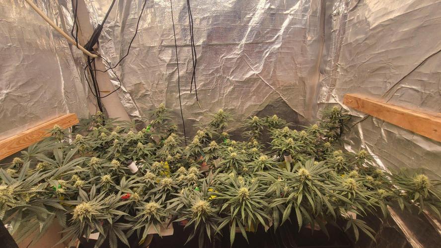 Hazeee. Week 4 - FULL crop