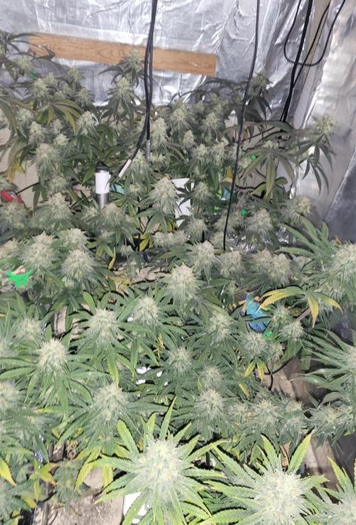 Hazeee. Week 7 - Yellowing started will do a lot about it.