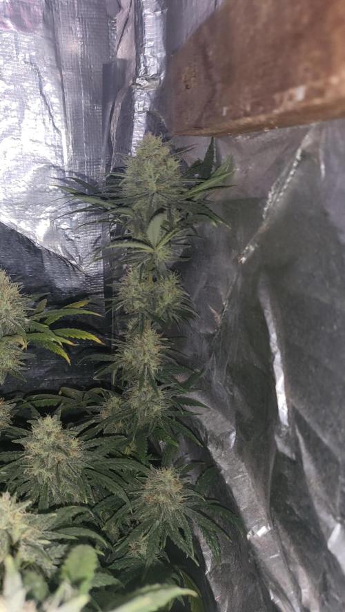Hazeee. Week 7 - Amnesia
