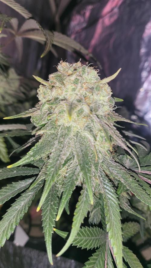 Hazeee. Week 7 - Silver haze