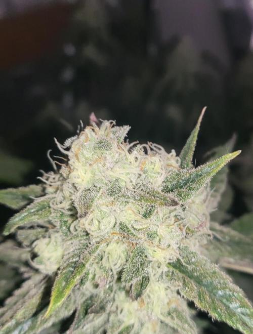 Hazeee. Week 7 - White Choco Haze