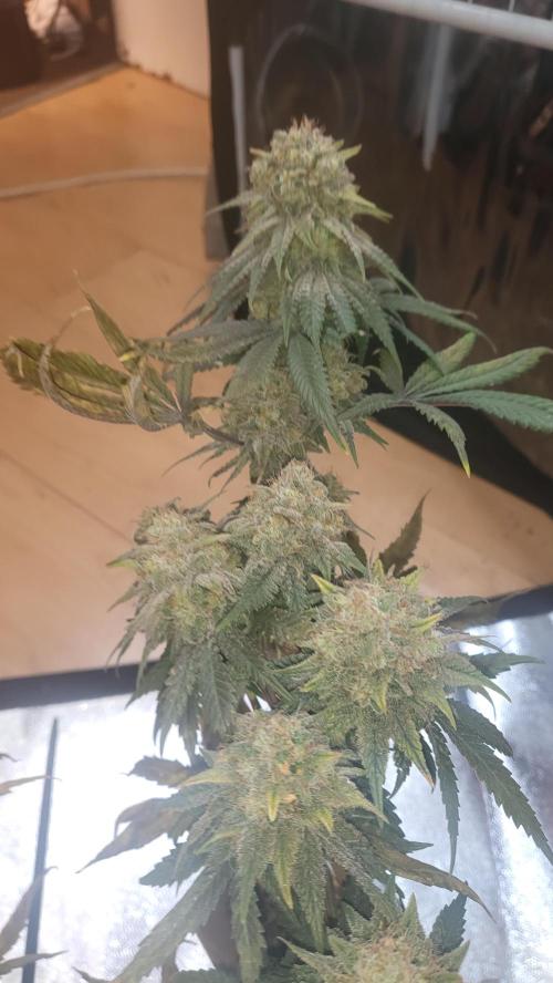 Hazeee. Week 8