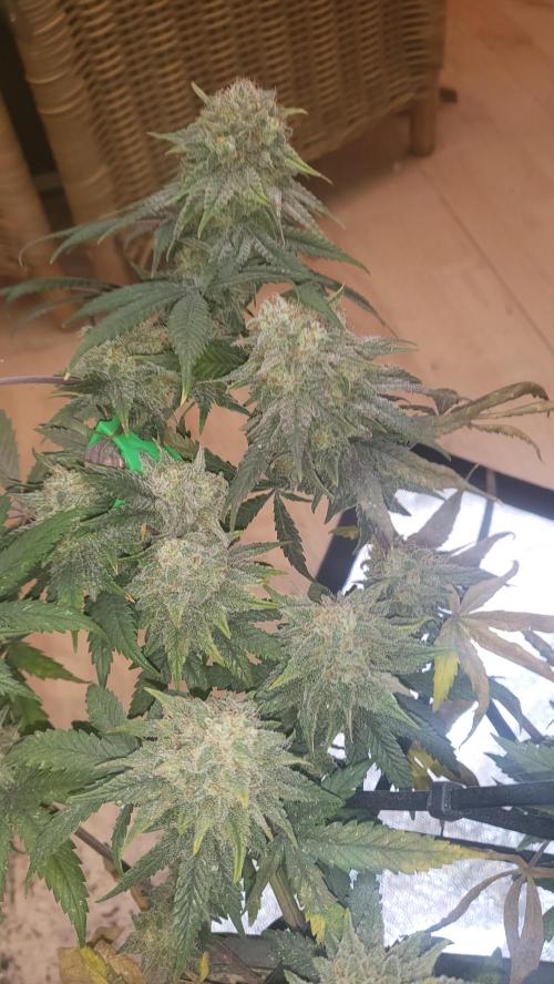 Hazeee. Week 8 - silverhaaze