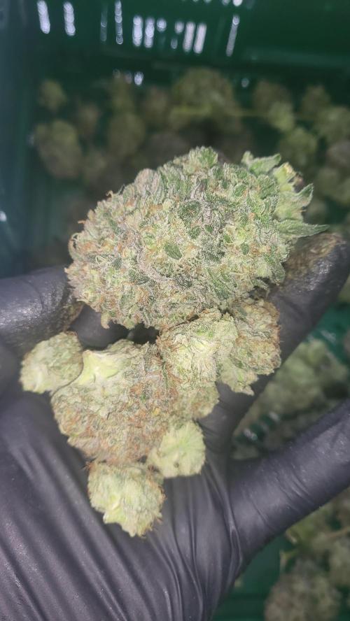 Hazeee. Week 8 - silverhaze