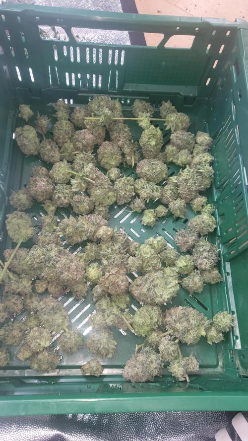Hazeee. Week 8 - BUDS