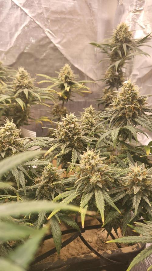 Hazeee. Week 8 - amnesia