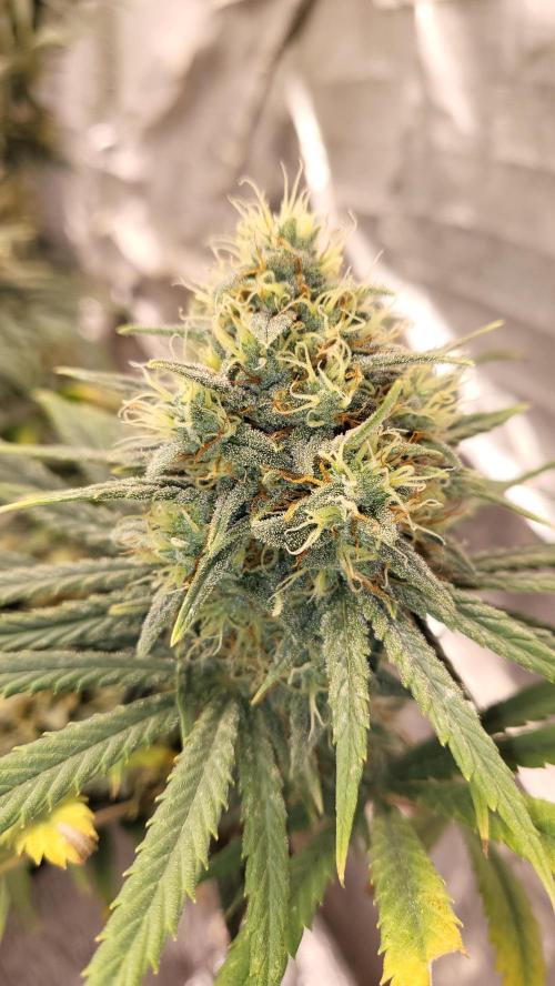 Hazeee. Week 8 - amnesia