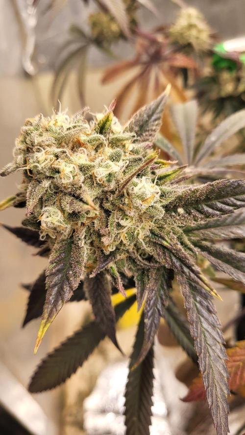 Hazeee. Week 8 - white choco