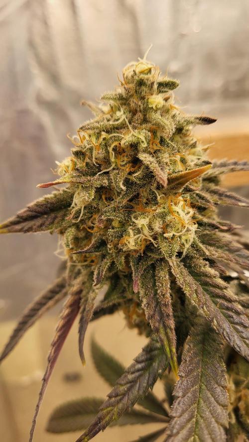Hazeee. Week 8 - white choco